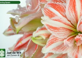 hippeastrum Dancing Queen ® (4)